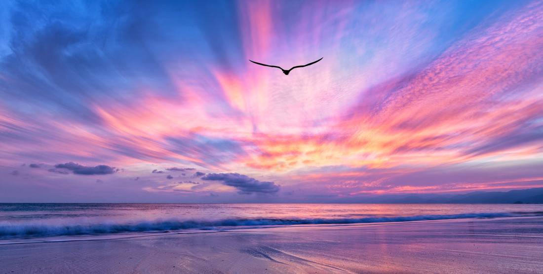 Un ave cruza un cielo rosa y violeta sobre el mar al atardecer
